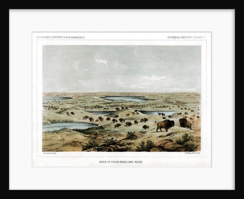 Herd of Bison Near Lake Jessie, North Dakota, USA by John Mix Stanley