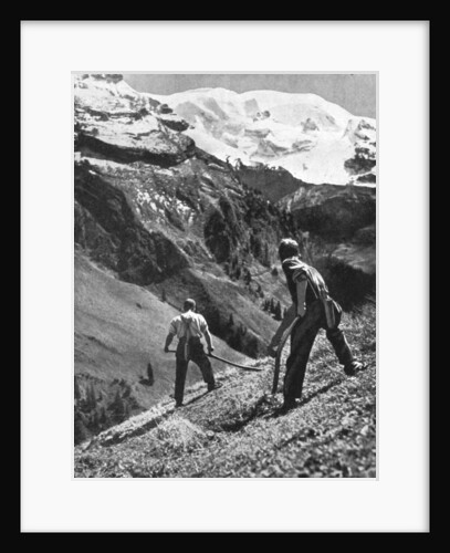 Peasant farmers haymaking at the glacier foot, Switzerland. 1936 by F Hutzli