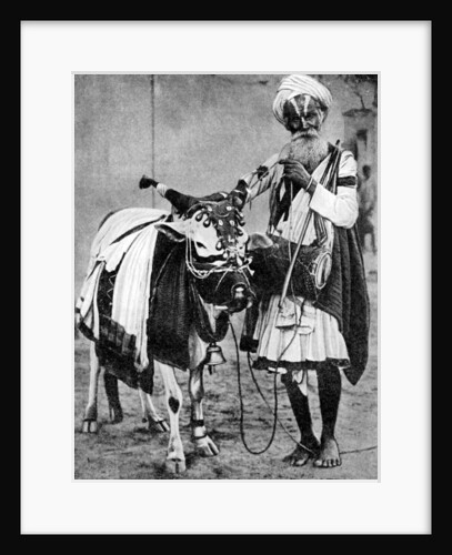 Hindu cow with sacred cow, India by Anonymous