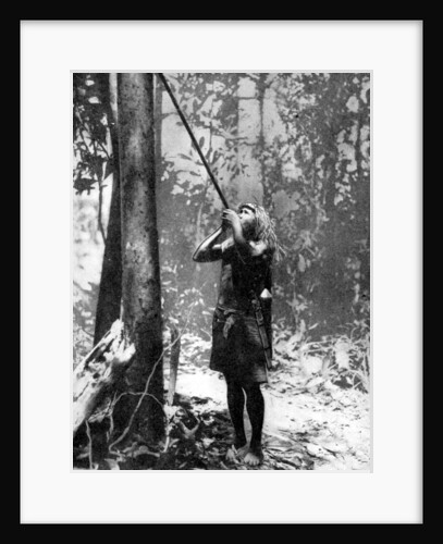 Pygmy tree dweller using a blow-gun, Malaya by Malayan Malayan Information Agency