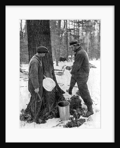 Tapping for maple syrup, Canada by Canadian Government
