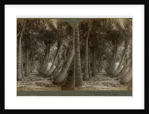Avenue of coconut palms, Florida, USA by George Barker