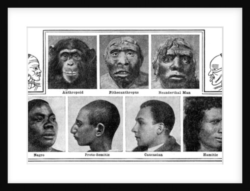 Nature's evolutionary designs in noses by Anonymous