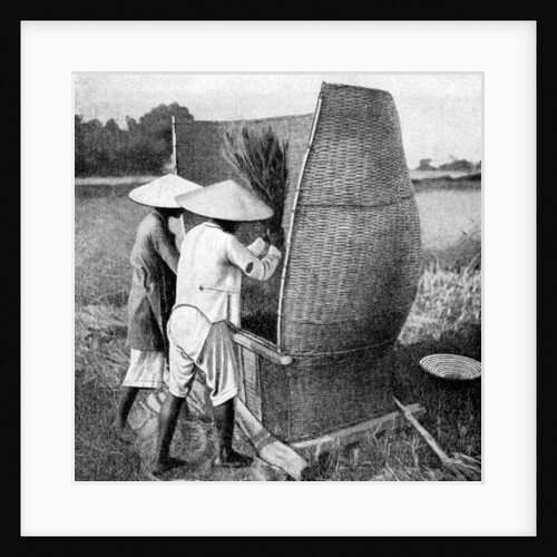 The Annamese way of reaping and threshing rice, Annam, Vietnam by Anonymous