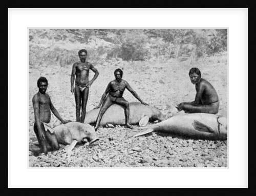 Speared manatee, north-west Australia by Anonymous