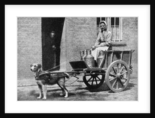 A Belgian milkwoman on her morning round, Belgium by Donald McLeish