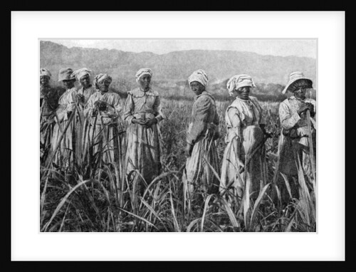 Women tending young sugar canes in Jamaica by Anonymous