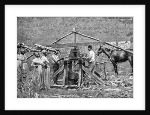 A wooden, horse-powered suger cane crushing mill, West Indies by Anonymous