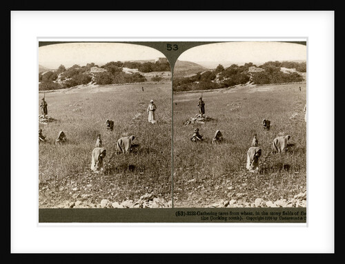 Gathering tares from wheat in the stony fields of Bethel (Baytin), Palestine by Underwood & Underwood
