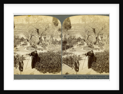 Ancient olive trees in the Garden of Gethsemane, near Jerusalem, Palestine by Underwood & Underwood