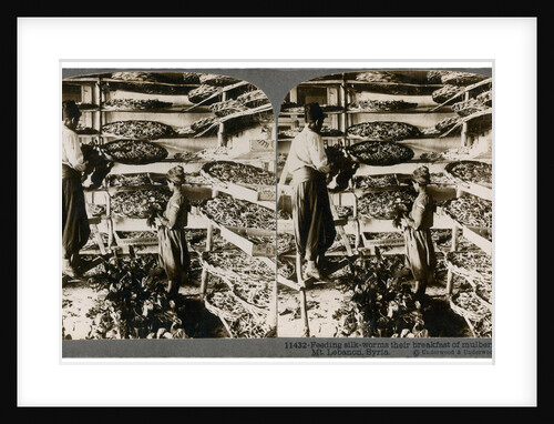 Feeding silkworms their breakfast of mulberry leaves, Lebanon mountains, Syria by Underwood & Underwood