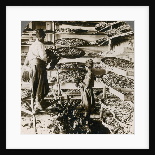 Feeding silk worms their breakfast of mulberry leaves, Lebanon mountains, Syria by Underwood & Underwood
