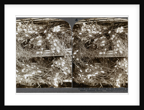 Silk cocoons woven into mulberry branches, Antioch, Syria by Underwood & Underwood