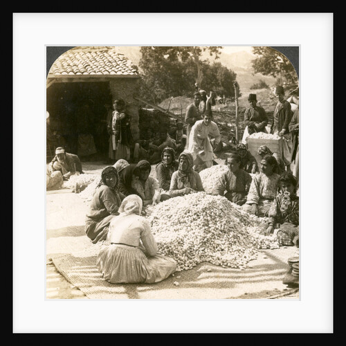 Women sorting large piles of silk cocoons, Antioch, Syria by Underwood & Underwood