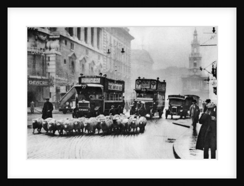 A flock of sheep on the Strand, London by Anonymous