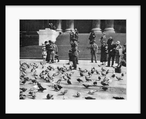Pigeons in Trafalgar Square, London by Anonymous