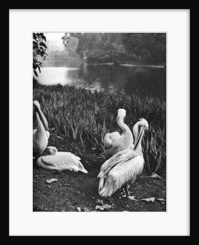 The pelicans of St James's Park, London by McLeish