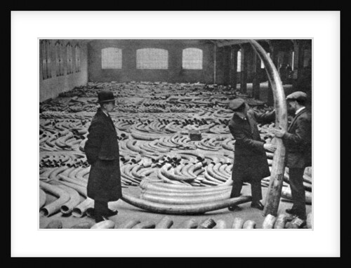 Ivory shipment, Royal Albert Dock, London by Anonymous