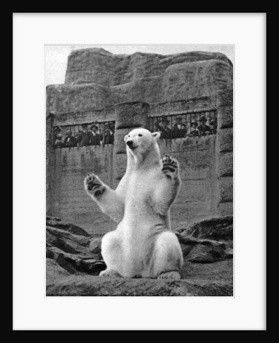 Polar bear on the Mappin Terrace at London Zoo by McLeish