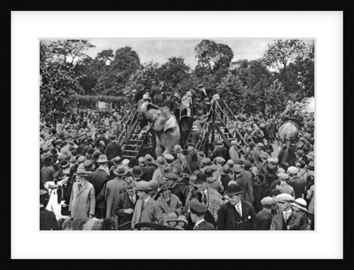 Elephant rides at London Zoo by McLeish