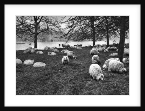 Scottish sheep by the Serpentine, Hyde Park, London by Anonymous