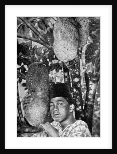 Malay gathering jackfruit by Anonymous