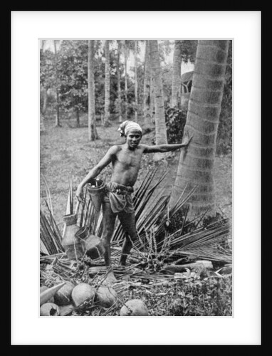 Malay collecting the sweet wine of the toddy tree by Anonymous