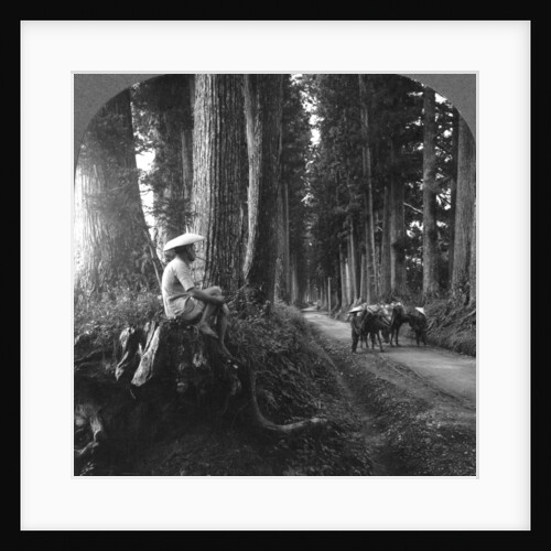 The sacred road to Nikko, Japan by BL Singley