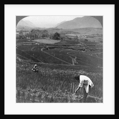 Fertile rice fields in the old crater of Aso-San, Japan by Underwood & Underwood