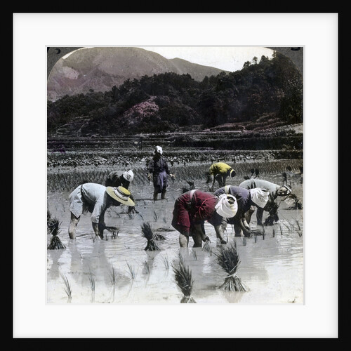 Transplanting rice in a paddy field, Japan by Underwood & Underwood