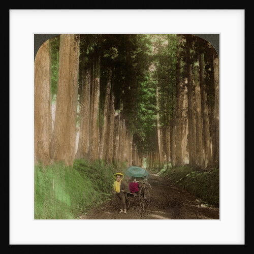 An avenue of cryptomeria (cedar) trees, Nikko, Japan by Underwood & Underwood