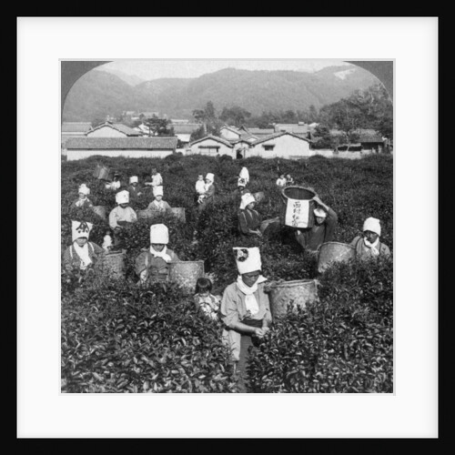 Tea-picking in Uji, Japan by Underwood & Underwood