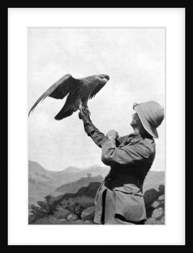 A British officer with a tamed golden eagle, Salonika, Greece, First World War by Anonymous