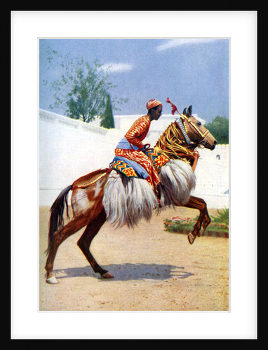 An Arab dancing horse, Udaipur, India by Herbert Ponting