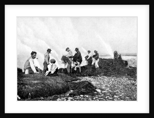 Burning seaweed for kelp, Aran Islands, Ireland by AW Cutler