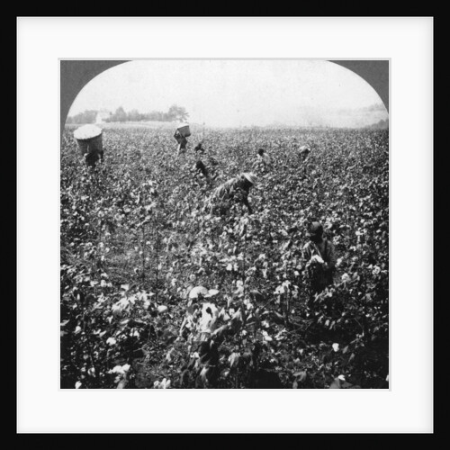 A cotton plantation, Rome, Georgia, USA by BL Singley
