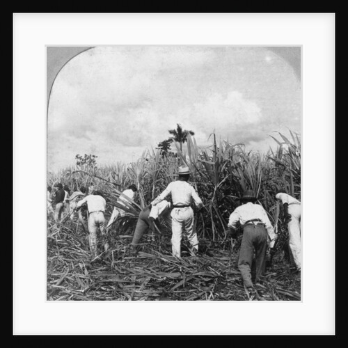 Harvesting sugar cane, Rio Pedro, Porto Rico by BL Singley