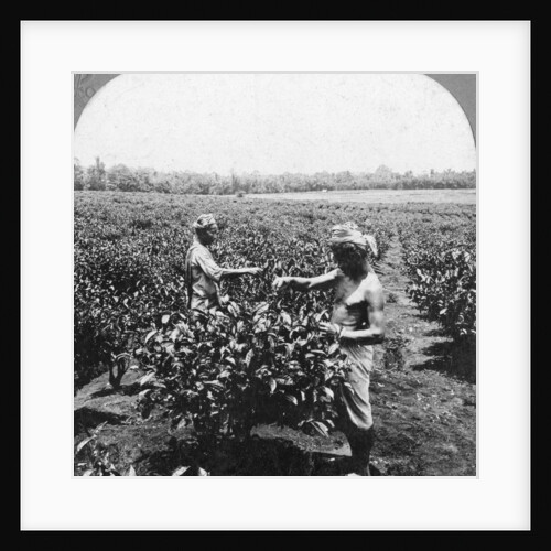 A tea plantation, Java, Indonesia by CH Graves