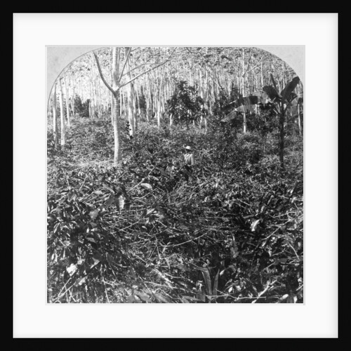 A coffee plantation, Jamaica by CH Graves