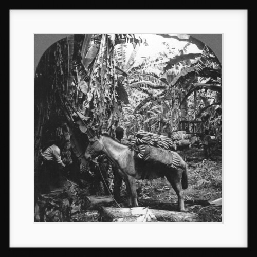 Harvesting bananas, Costa Rica by Anonymous