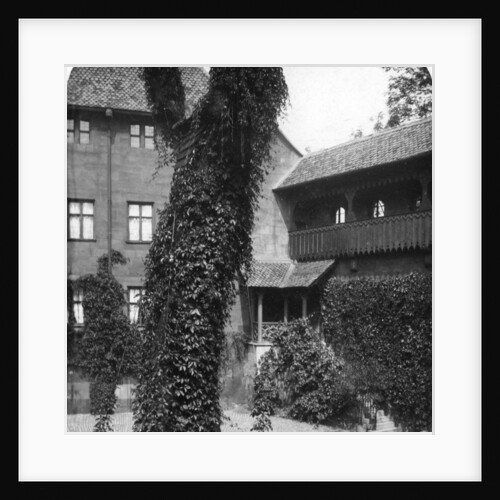 Lime tree in a courtyard, Nuremberg, Bavaria, Germany by Wurthle & Sons