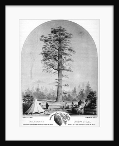 A tall tree, California, USA by Britton & Rey