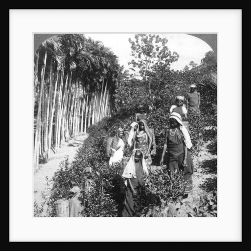 Tamil women picking tea on Sir Thomas Lipton's estate, Polgahawela, Sri Lanka by Underwood & Underwood