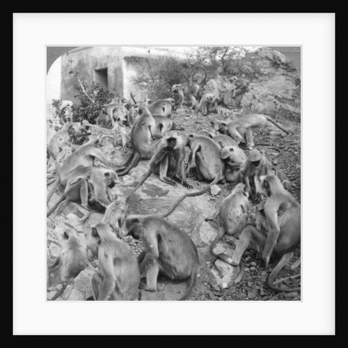 'Sacred' monkeys at Galta, near Jeypore, India by Underwood & Underwood