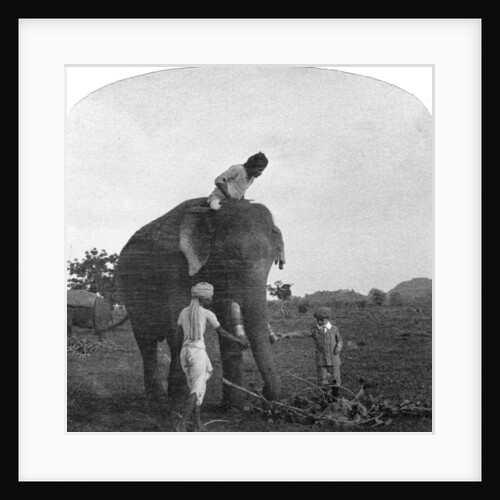 Master Ekbal feeding an elephant, India by Anonymous