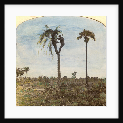 Captain Osman shooting from a tree with the aid of straps, India by Anonymous