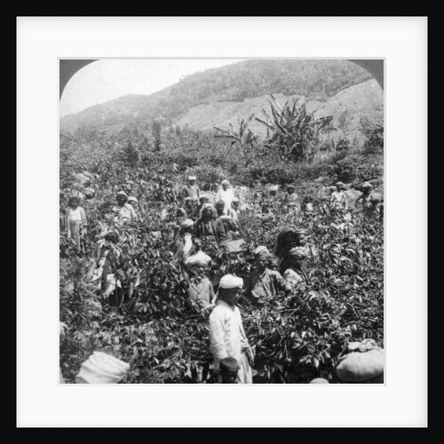Coffee picking on Sir Thomas Lipton's estate, Dambutenne, Sri Lanka by Underwood & Underwood
