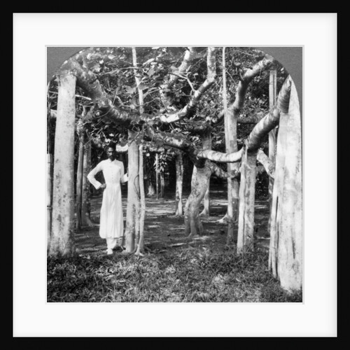 Among the roots of a banyan tree, Calcutta, India by Underwood & Underwood