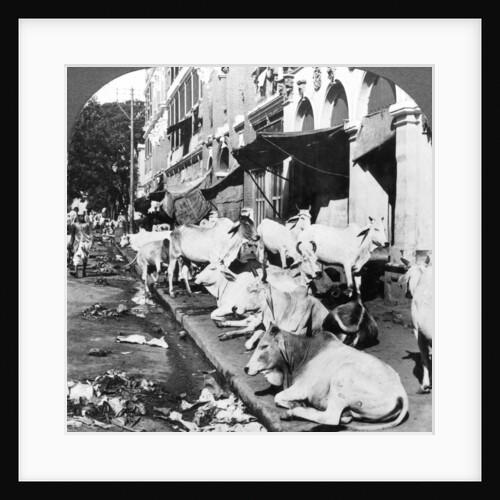 How Hindu cows enjoy life on Harrison Street, Calcutta, India by Underwood & Underwood