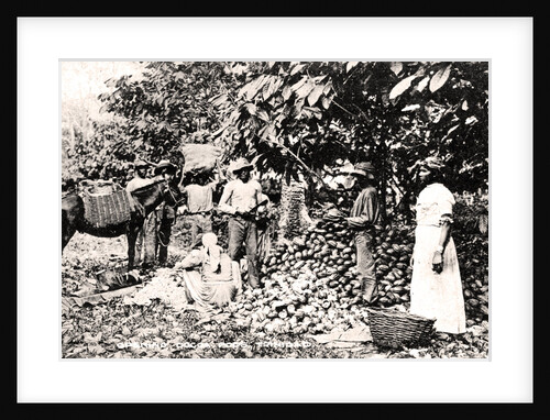 Opening cocoa pods, Trinidad, Trinidad and Tobago by Strong